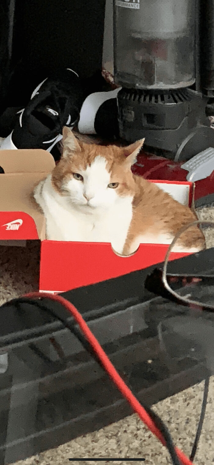 88 Wonderfully Stupid Cat Pictures Packed Full Of Pure Serotonin To Instantly Boost Your Mood