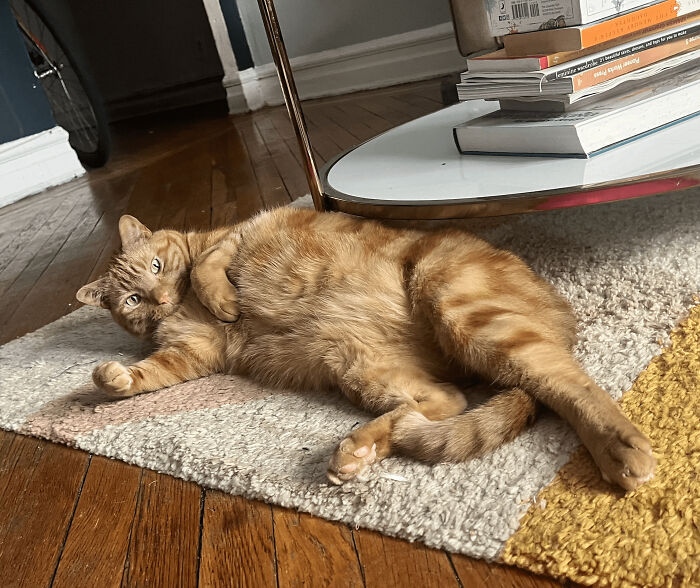 88 Wonderfully Stupid Cat Pictures Packed Full Of Pure Serotonin To Instantly Boost Your Mood