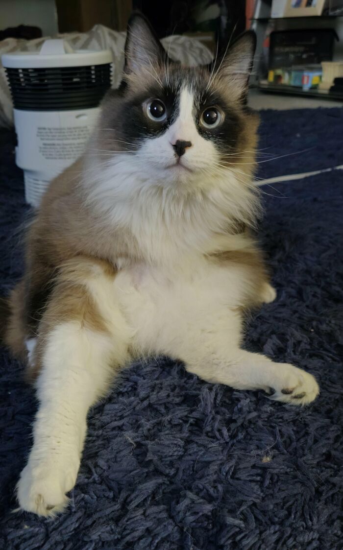 88 Wonderfully Stupid Cat Pictures Packed Full Of Pure Serotonin To Instantly Boost Your Mood