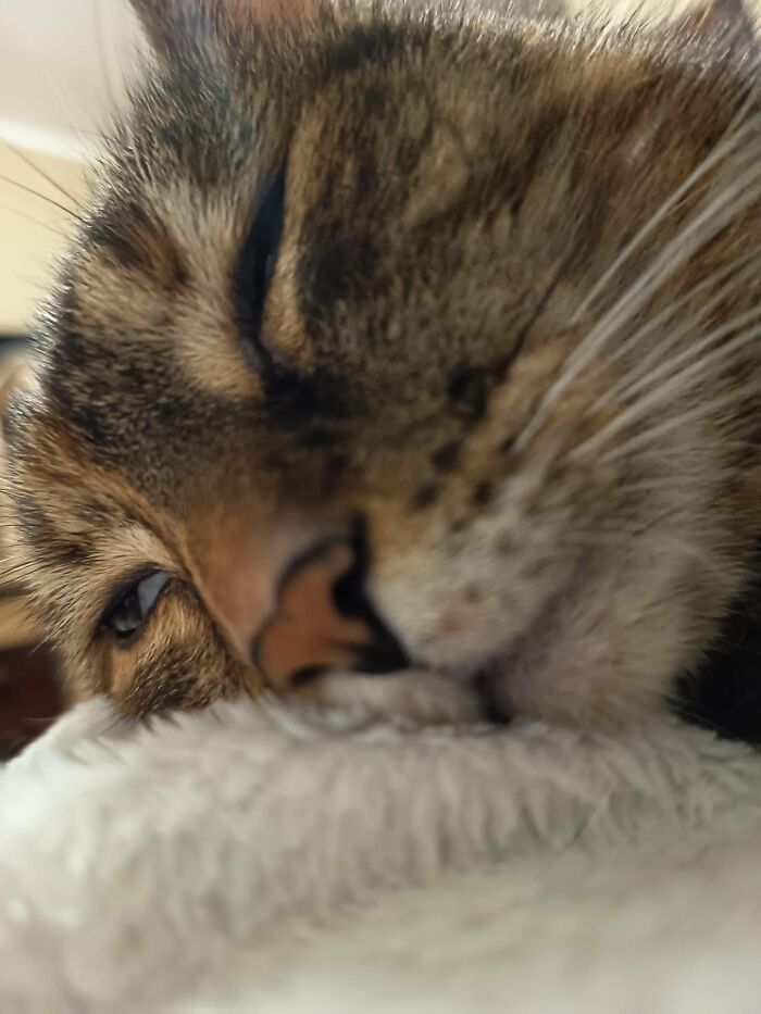 88 Wonderfully Stupid Cat Pictures Packed Full Of Pure Serotonin To Instantly Boost Your Mood