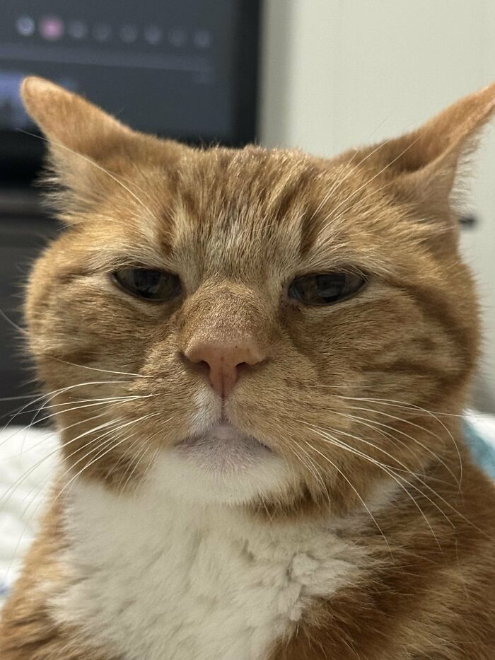 88 Wonderfully Stupid Cat Pictures Packed Full Of Pure Serotonin To Instantly Boost Your Mood