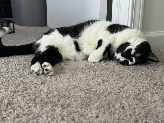 88 Wonderfully Stupid Cat Pictures Packed Full Of Pure Serotonin To Instantly Boost Your Mood