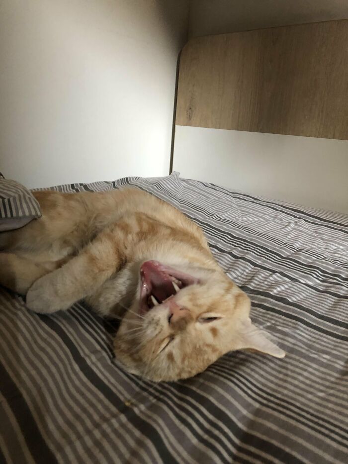 88 Wonderfully Stupid Cat Pictures Packed Full Of Pure Serotonin To Instantly Boost Your Mood