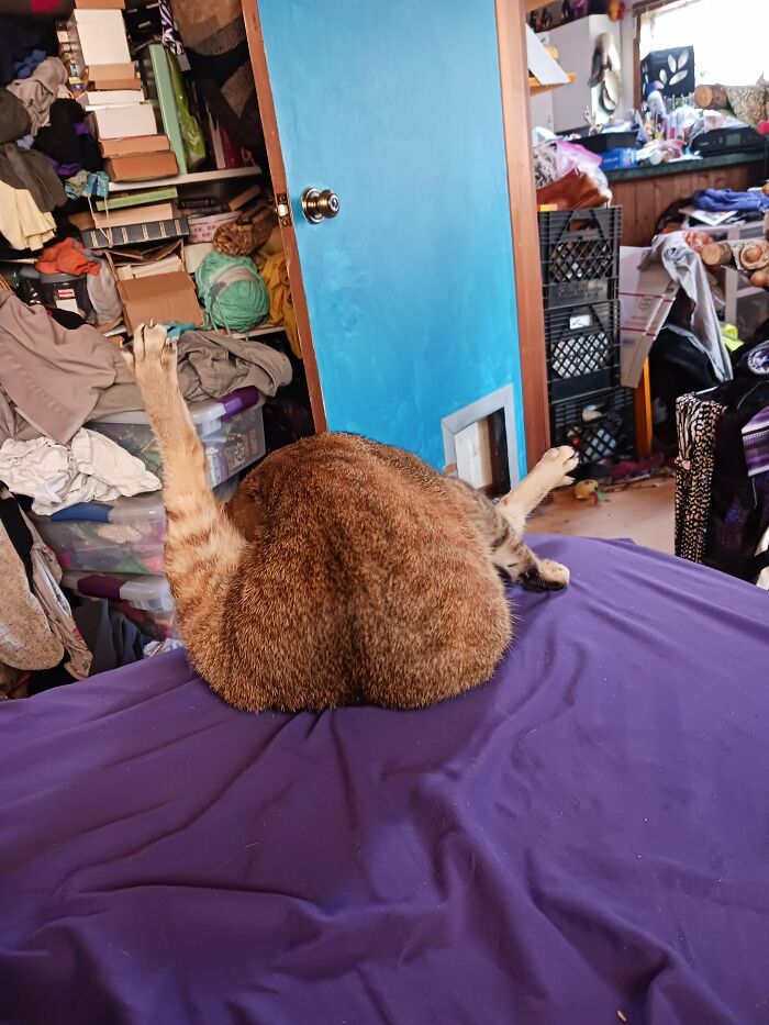88 Wonderfully Stupid Cat Pictures Packed Full Of Pure Serotonin To Instantly Boost Your Mood