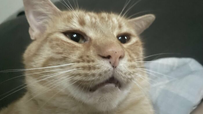 88 Wonderfully Stupid Cat Pictures Packed Full Of Pure Serotonin To Instantly Boost Your Mood