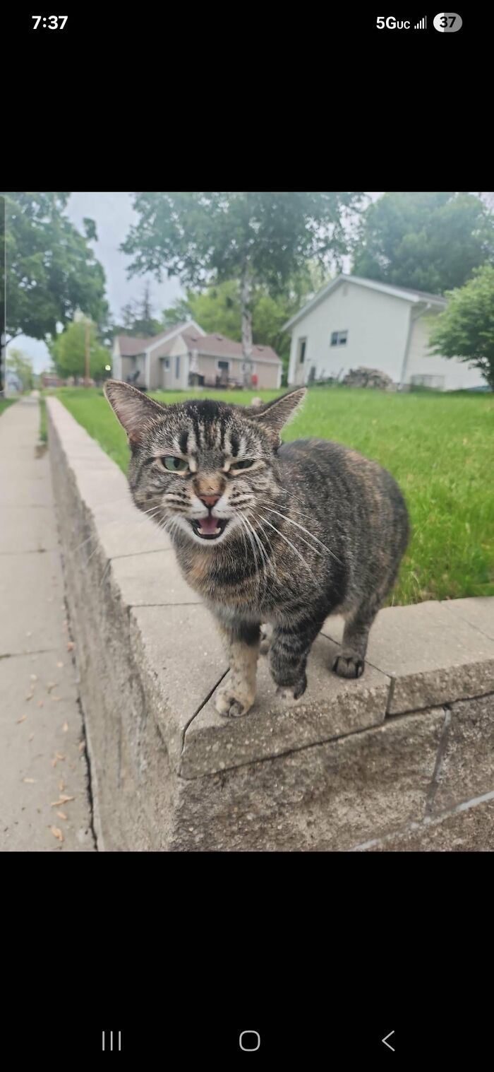 88 Wonderfully Stupid Cat Pictures Packed Full Of Pure Serotonin To Instantly Boost Your Mood