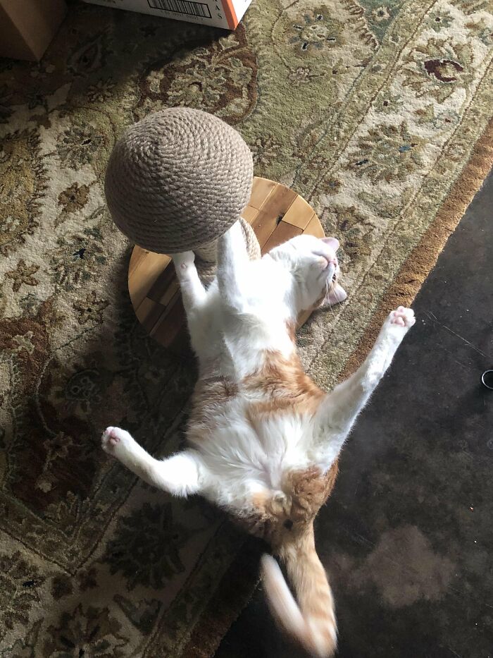 88 Wonderfully Stupid Cat Pictures Packed Full Of Pure Serotonin To Instantly Boost Your Mood