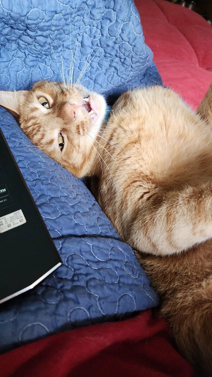 88 Wonderfully Stupid Cat Pictures Packed Full Of Pure Serotonin To Instantly Boost Your Mood