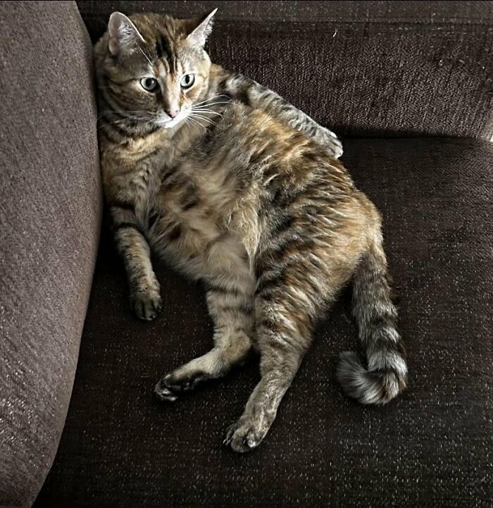 88 Wonderfully Stupid Cat Pictures Packed Full Of Pure Serotonin To Instantly Boost Your Mood