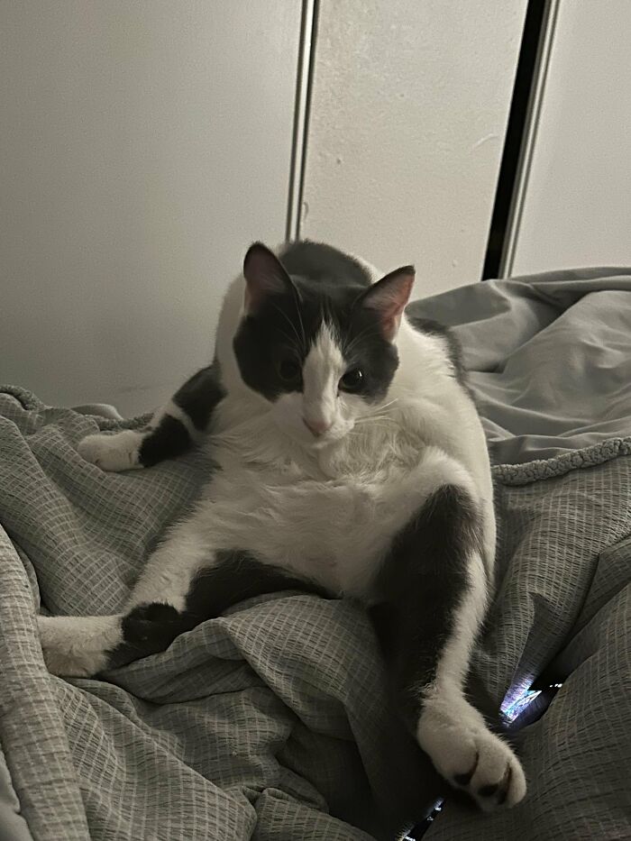 88 Wonderfully Stupid Cat Pictures Packed Full Of Pure Serotonin To Instantly Boost Your Mood
