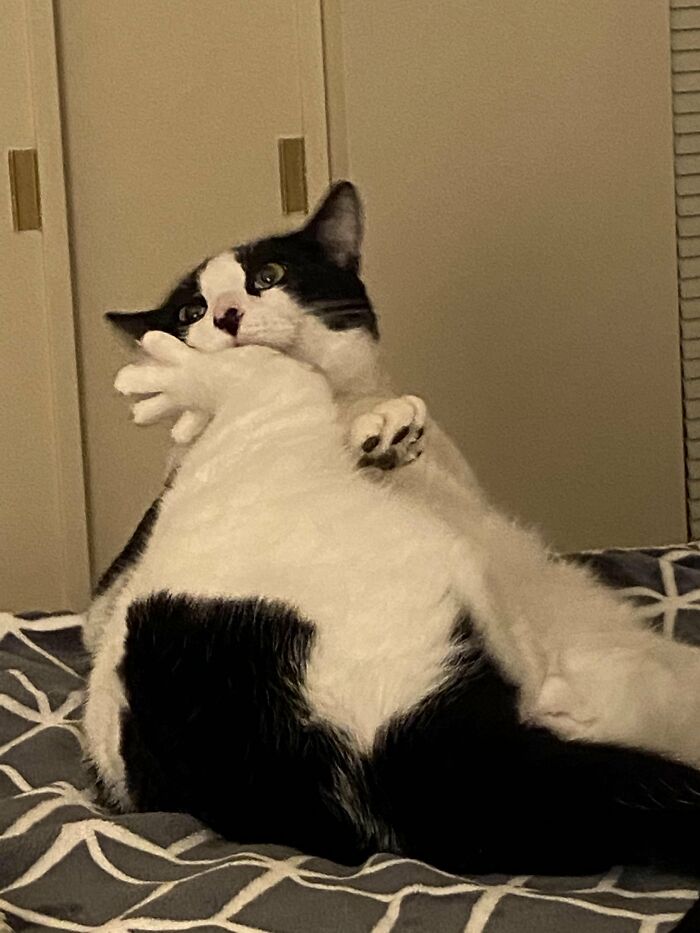 88 Wonderfully Stupid Cat Pictures Packed Full Of Pure Serotonin To Instantly Boost Your Mood