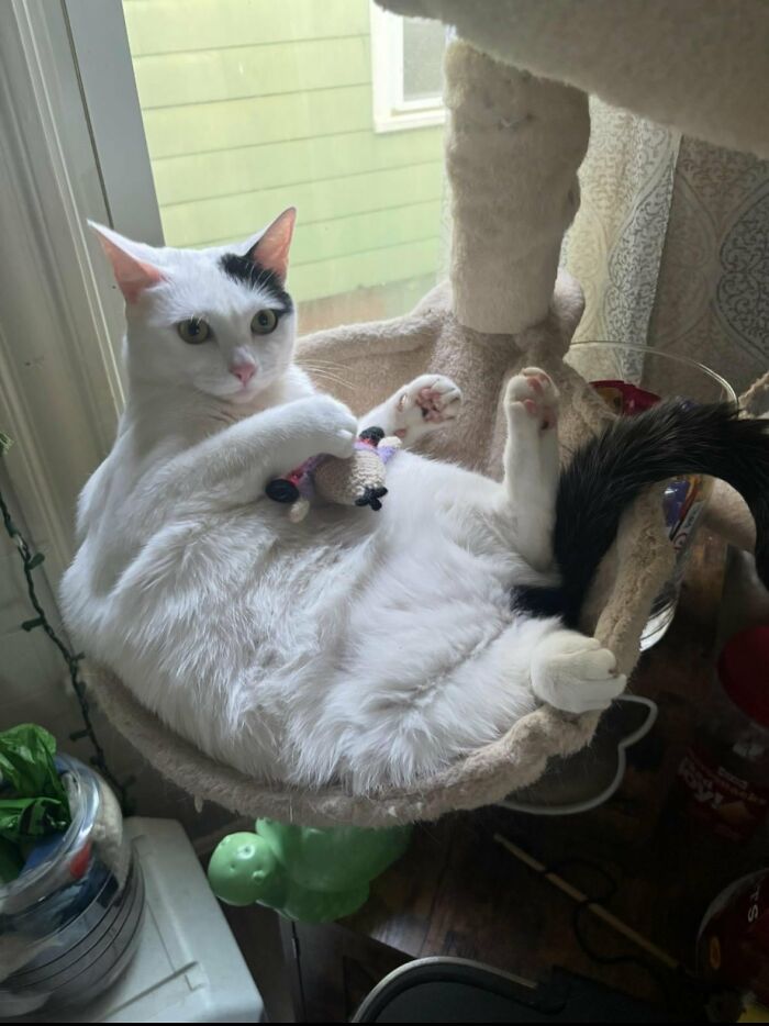 88 Wonderfully Stupid Cat Pictures Packed Full Of Pure Serotonin To Instantly Boost Your Mood