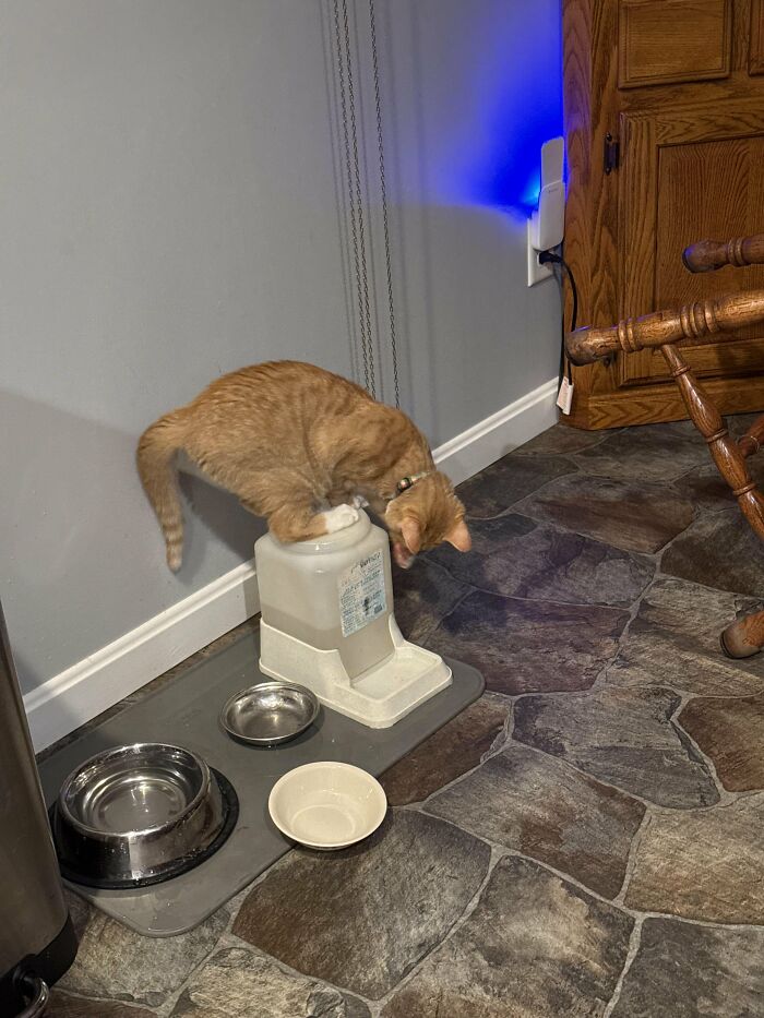 88 Wonderfully Stupid Cat Pictures Packed Full Of Pure Serotonin To Instantly Boost Your Mood