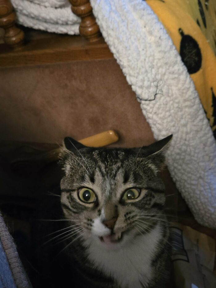 88 Wonderfully Stupid Cat Pictures Packed Full Of Pure Serotonin To Instantly Boost Your Mood