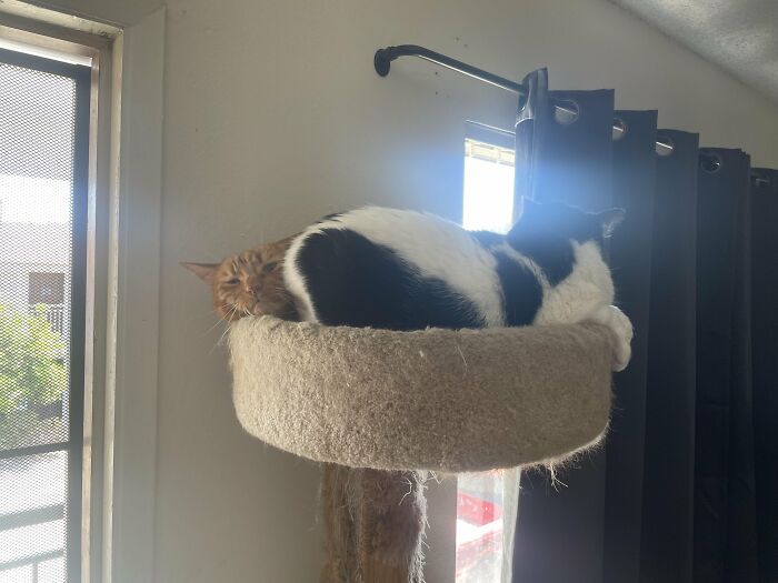 88 Wonderfully Stupid Cat Pictures Packed Full Of Pure Serotonin To Instantly Boost Your Mood