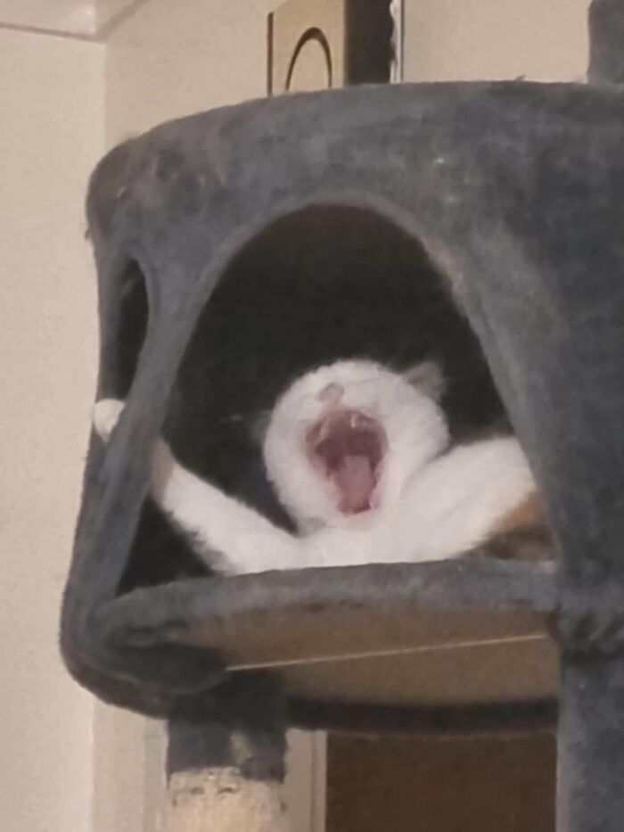 88 Wonderfully Stupid Cat Pictures Packed Full Of Pure Serotonin To Instantly Boost Your Mood