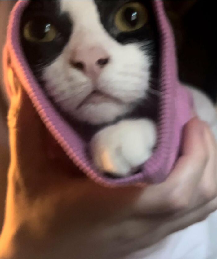 88 Wonderfully Stupid Cat Pictures Packed Full Of Pure Serotonin To Instantly Boost Your Mood
