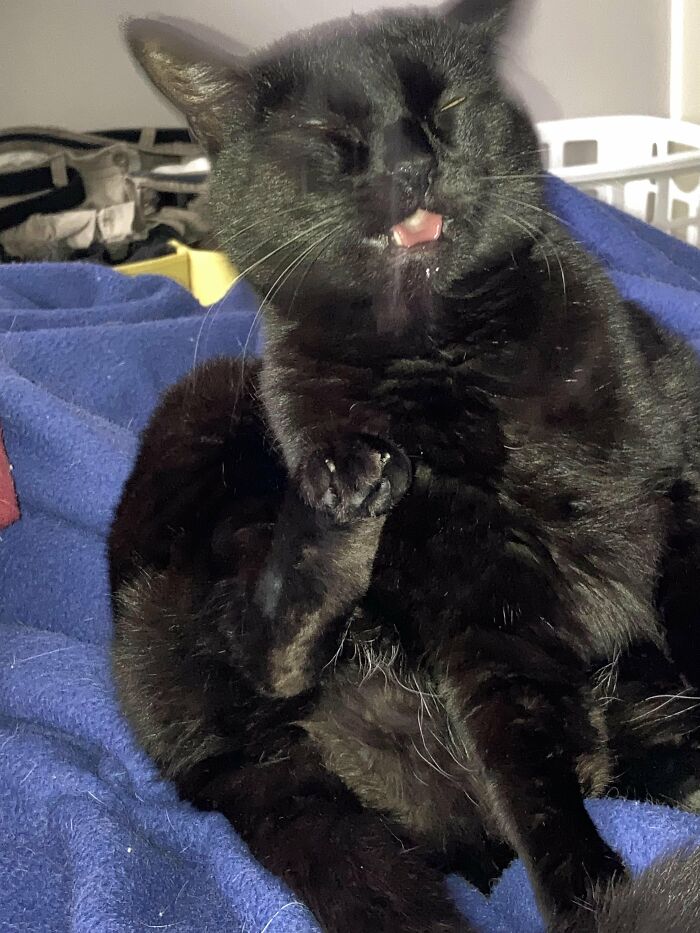 88 Wonderfully Stupid Cat Pictures Packed Full Of Pure Serotonin To Instantly Boost Your Mood