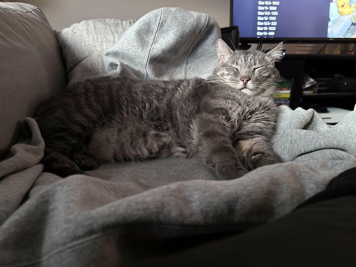 88 Wonderfully Stupid Cat Pictures Packed Full Of Pure Serotonin To Instantly Boost Your Mood