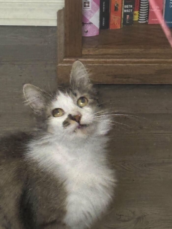 88 Wonderfully Stupid Cat Pictures Packed Full Of Pure Serotonin To Instantly Boost Your Mood