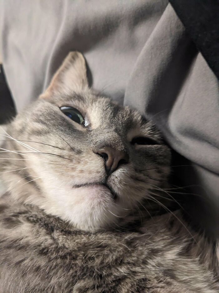 88 Wonderfully Stupid Cat Pictures Packed Full Of Pure Serotonin To Instantly Boost Your Mood