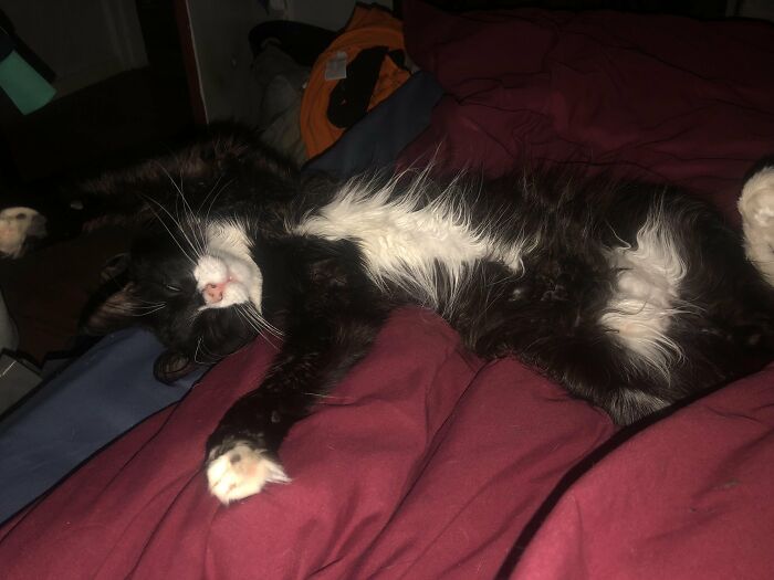 88 Wonderfully Stupid Cat Pictures Packed Full Of Pure Serotonin To Instantly Boost Your Mood