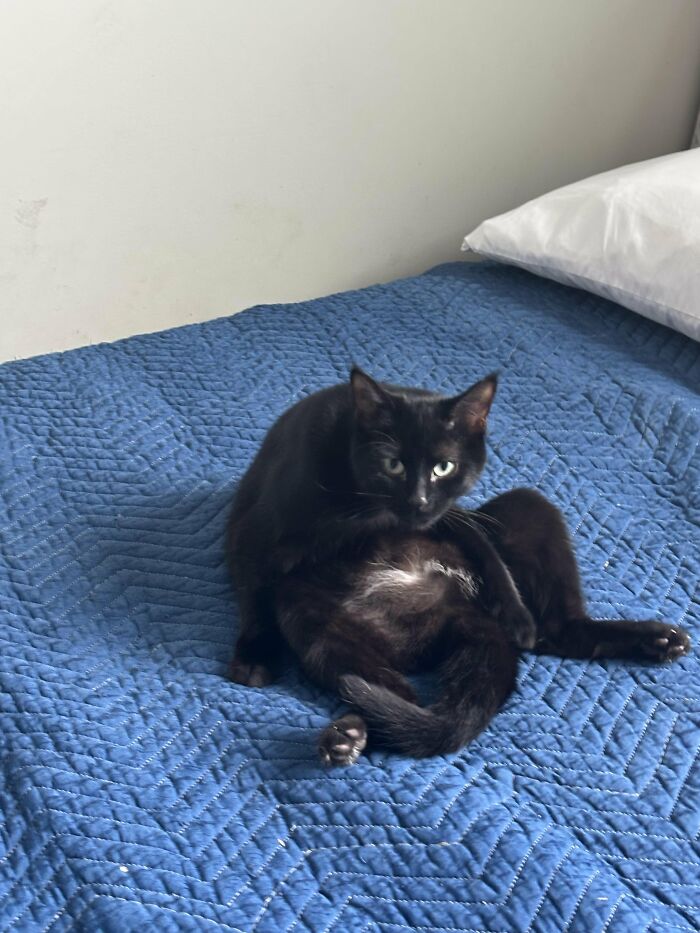 88 Wonderfully Stupid Cat Pictures Packed Full Of Pure Serotonin To Instantly Boost Your Mood