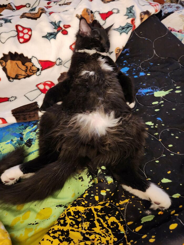 88 Wonderfully Stupid Cat Pictures Packed Full Of Pure Serotonin To Instantly Boost Your Mood