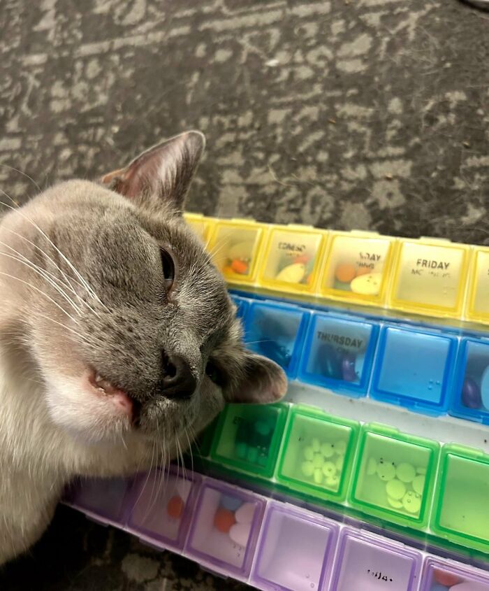 88 Wonderfully Stupid Cat Pictures Packed Full Of Pure Serotonin To Instantly Boost Your Mood