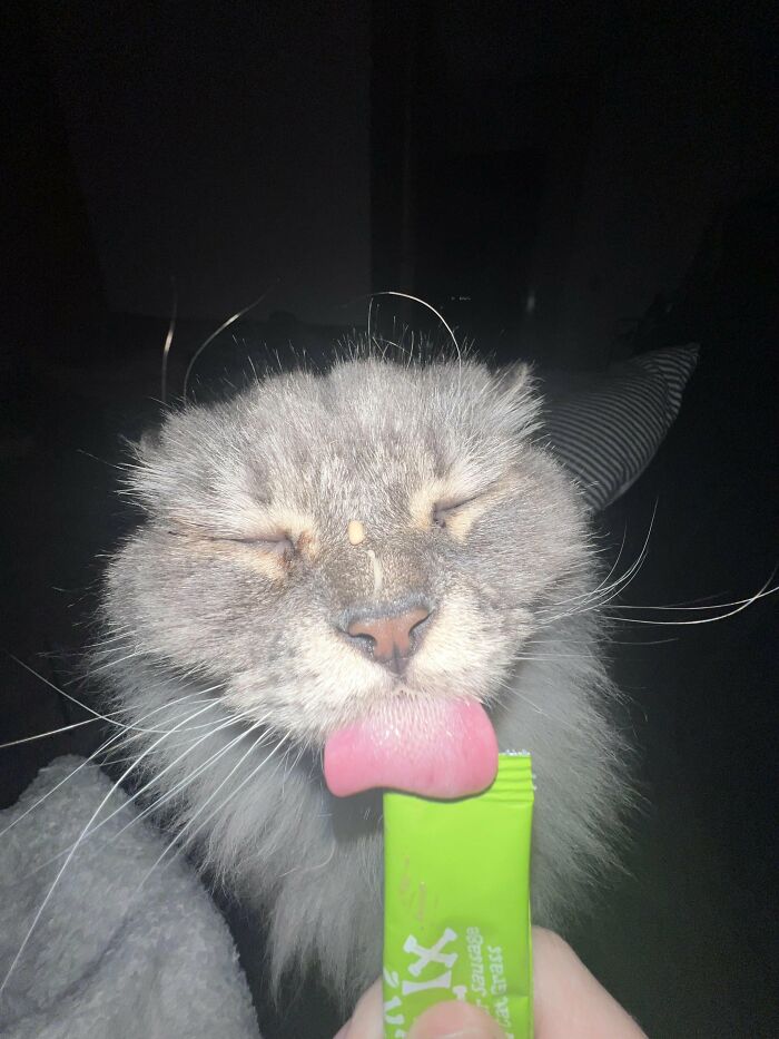 88 Wonderfully Stupid Cat Pictures Packed Full Of Pure Serotonin To Instantly Boost Your Mood