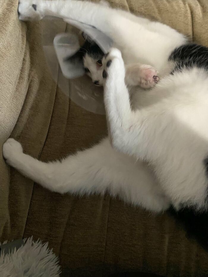88 Wonderfully Stupid Cat Pictures Packed Full Of Pure Serotonin To Instantly Boost Your Mood
