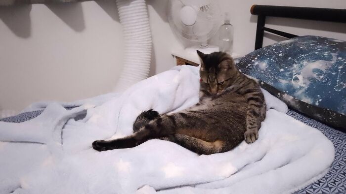 88 Wonderfully Stupid Cat Pictures Packed Full Of Pure Serotonin To Instantly Boost Your Mood
