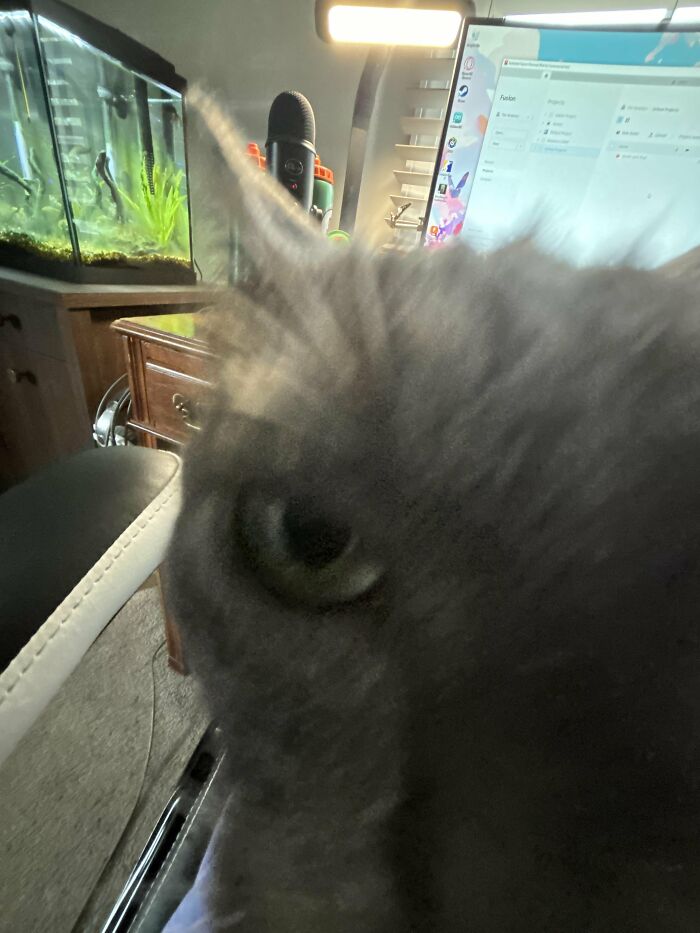 88 Wonderfully Stupid Cat Pictures Packed Full Of Pure Serotonin To Instantly Boost Your Mood
