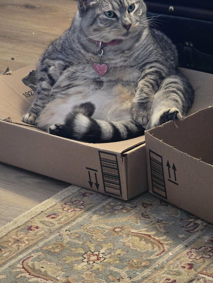 88 Wonderfully Stupid Cat Pictures Packed Full Of Pure Serotonin To Instantly Boost Your Mood