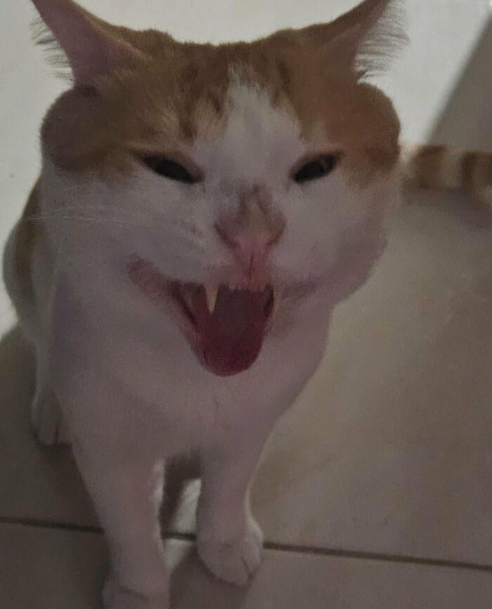 88 Wonderfully Stupid Cat Pictures Packed Full Of Pure Serotonin To Instantly Boost Your Mood