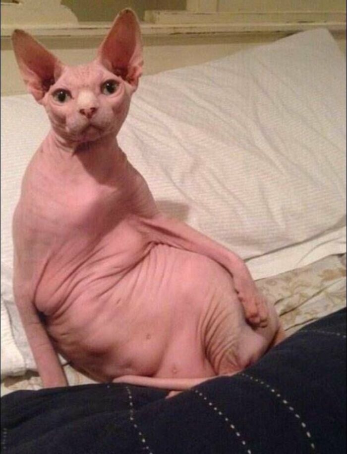 88 Wonderfully Stupid Cat Pictures Packed Full Of Pure Serotonin To Instantly Boost Your Mood