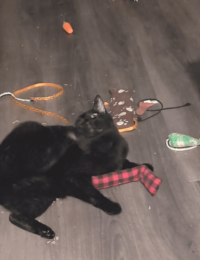 88 Wonderfully Stupid Cat Pictures Packed Full Of Pure Serotonin To Instantly Boost Your Mood