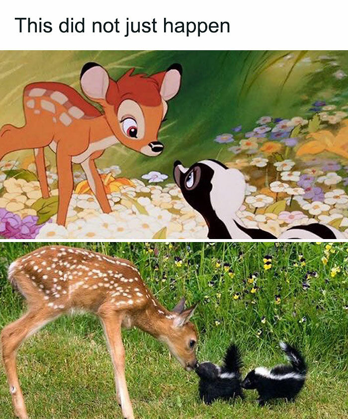 77 Pure And Funny Animal Memes To Calm Your Brain (New Pics)