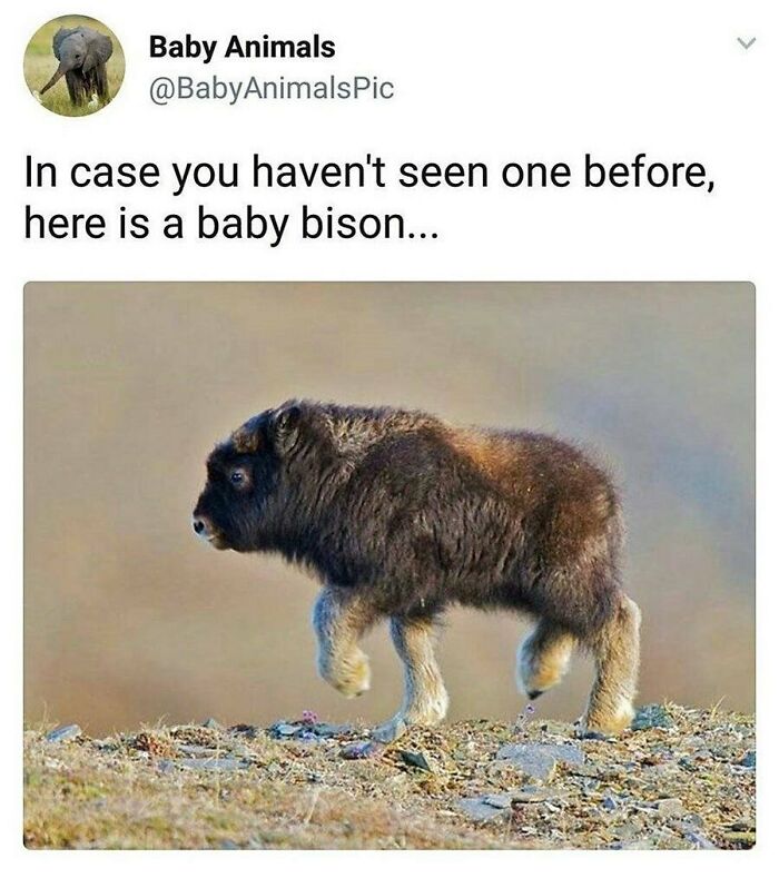 77 Pure And Funny Animal Memes To Calm Your Brain (New Pics)