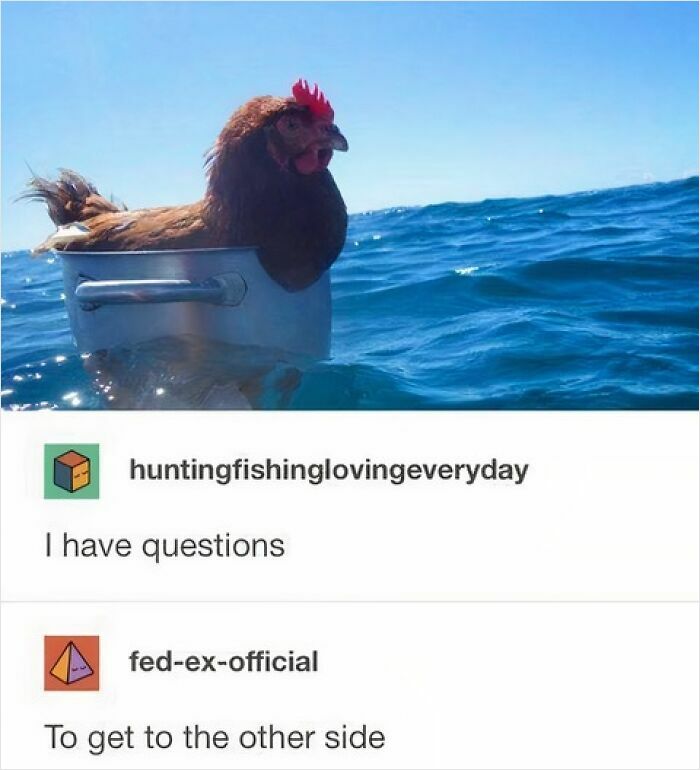 77 Pure And Funny Animal Memes To Calm Your Brain (New Pics)