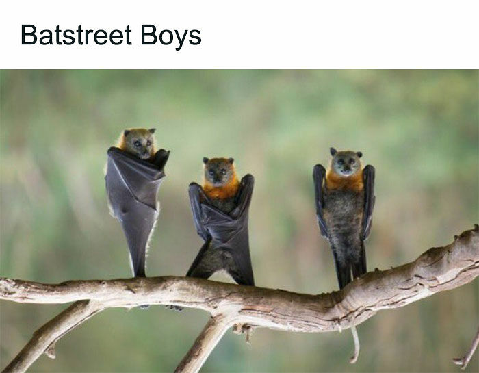 77 Pure And Funny Animal Memes To Calm Your Brain (New Pics)