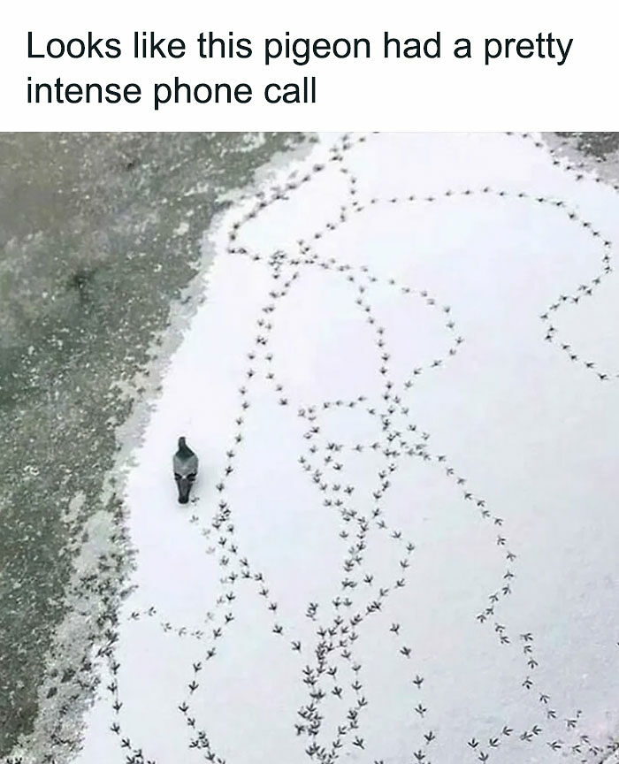 77 Pure And Funny Animal Memes To Calm Your Brain (New Pics)