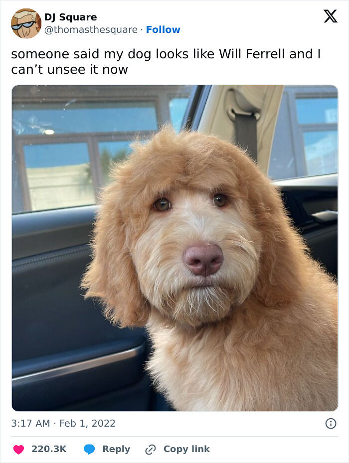 77 Pure And Funny Animal Memes To Calm Your Brain (New Pics)