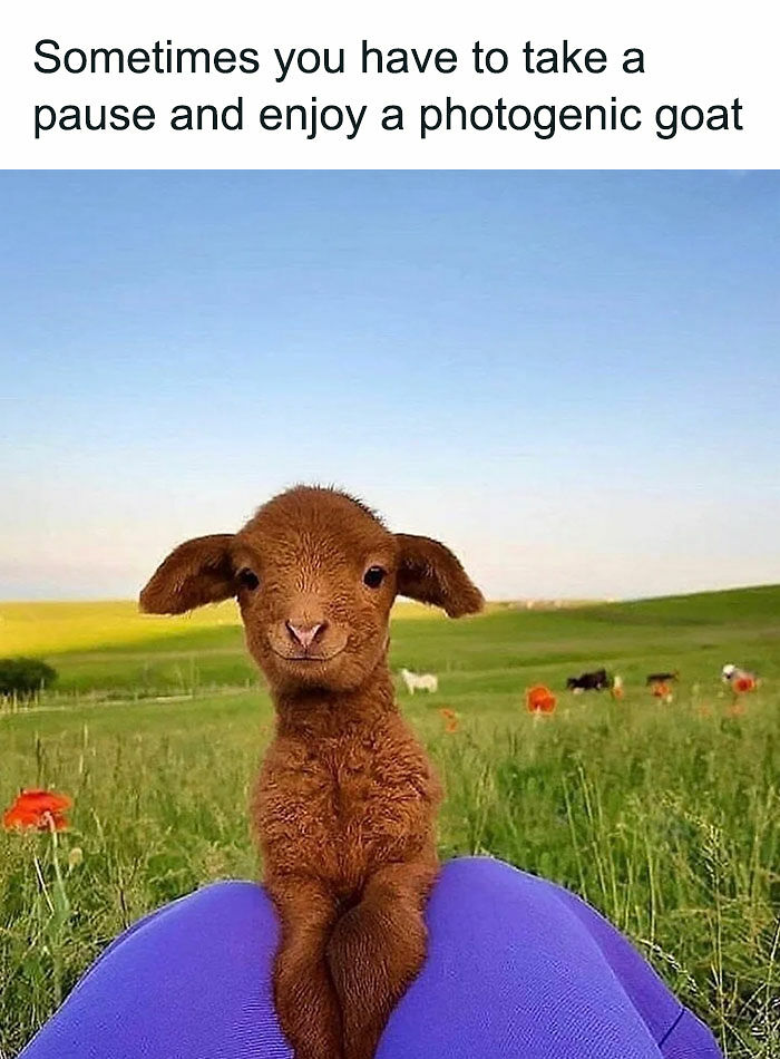 77 Pure And Funny Animal Memes To Calm Your Brain (New Pics)