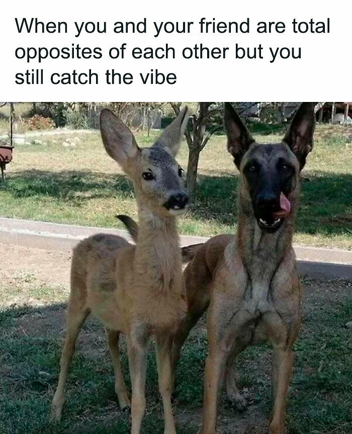 77 Pure And Funny Animal Memes To Calm Your Brain (New Pics)