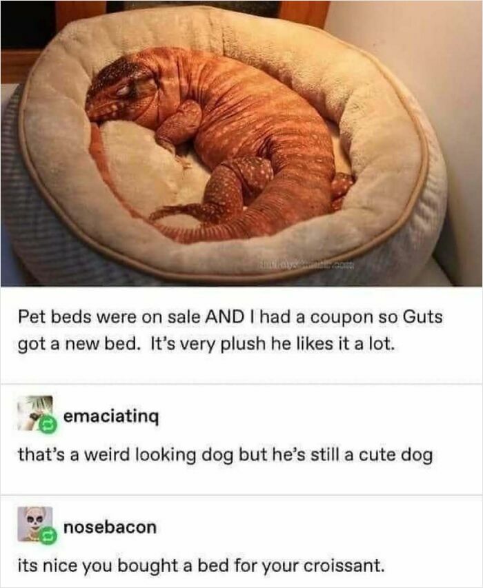 77 Pure And Funny Animal Memes To Calm Your Brain (New Pics)