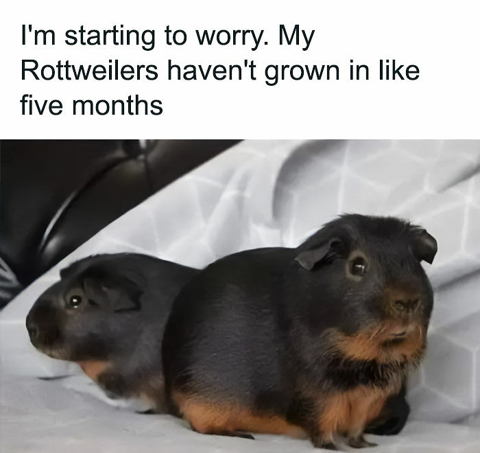 77 Pure And Funny Animal Memes To Calm Your Brain (New Pics)