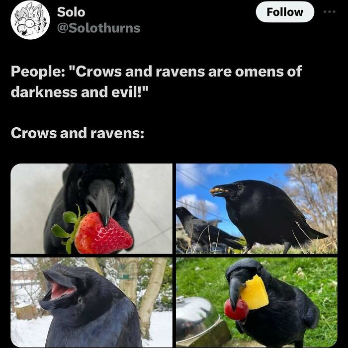 77 Pure And Funny Animal Memes To Calm Your Brain (New Pics)