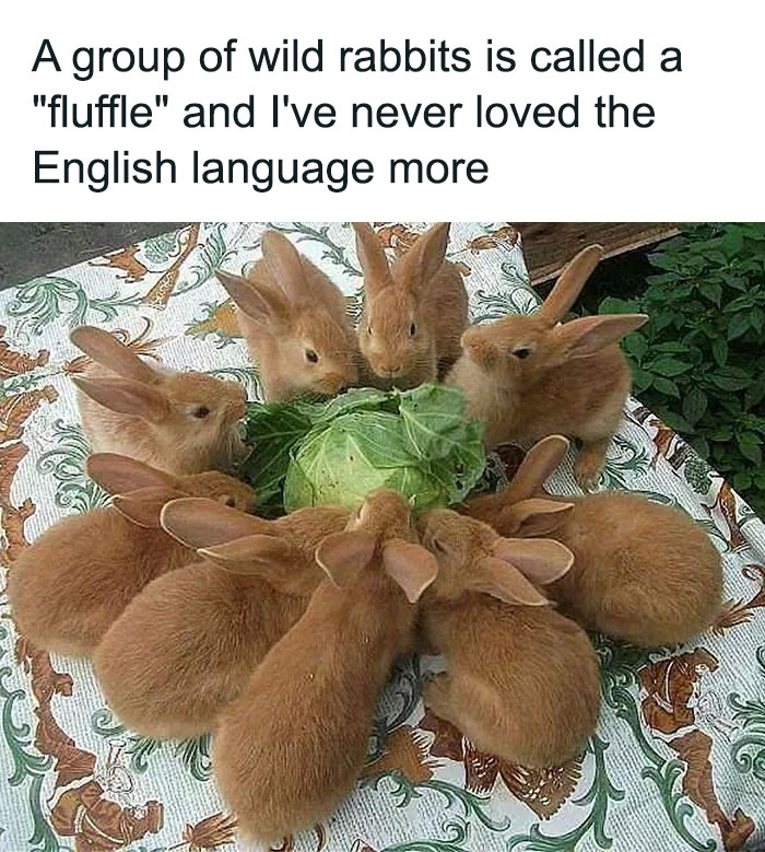 77 Pure And Funny Animal Memes To Calm Your Brain (New Pics)