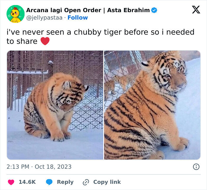 77 Pure And Funny Animal Memes To Calm Your Brain (New Pics)